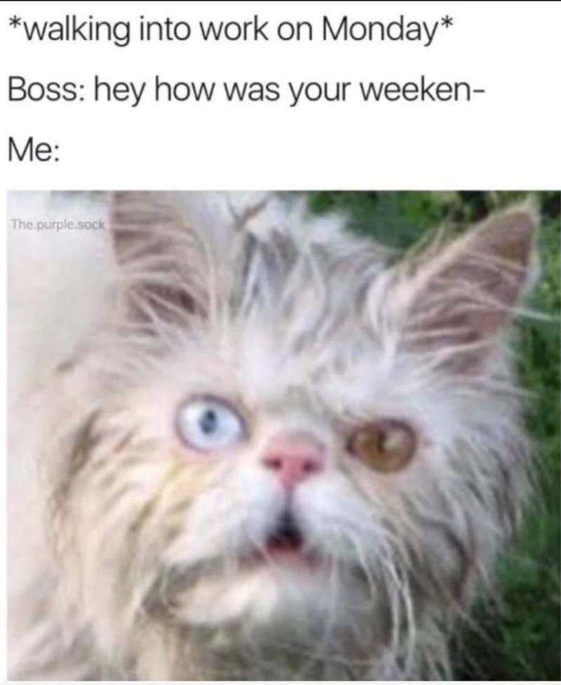 20 Dumb Cat Memes That Are So Funny You Can't Resist Laughing 