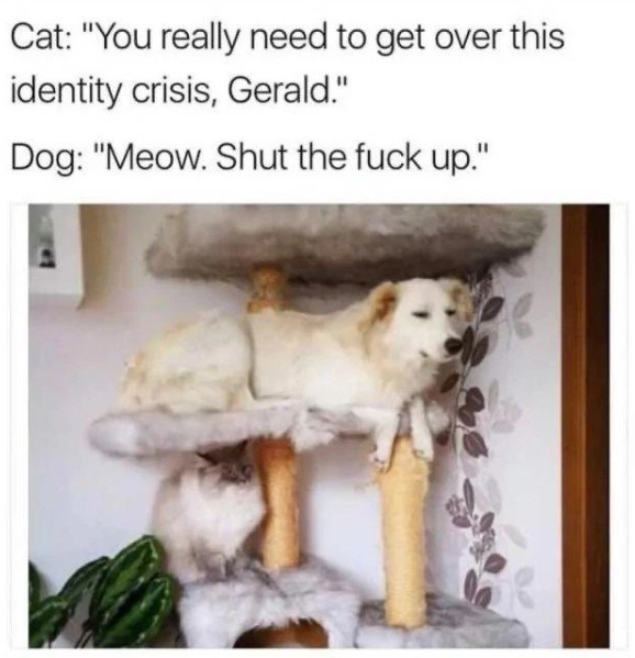 20 Dumb Cat Memes That Are So Funny You Can't Resist Laughing 
