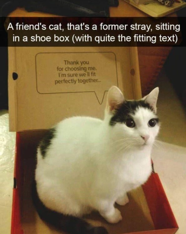 20 Dumb Cat Memes That Are So Funny You Can't Resist Laughing 
