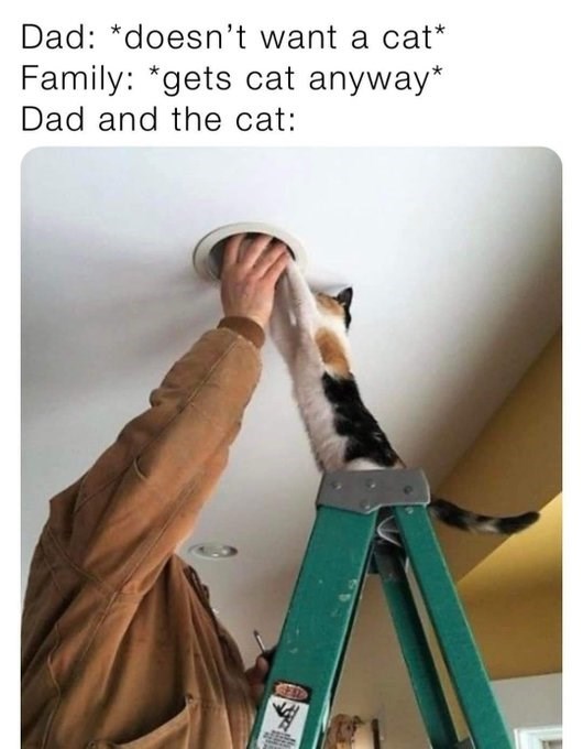 20 Dumb Cat Memes That Are So Funny You Can't Resist Laughing 
