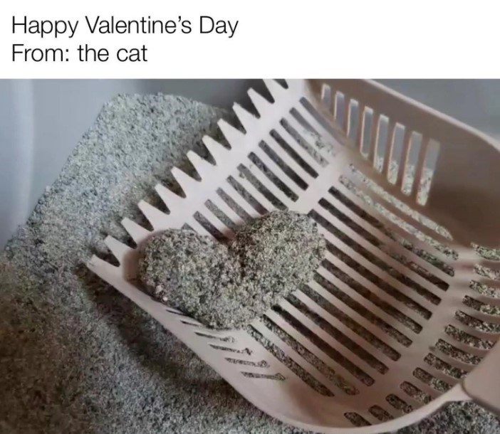 20 Dumb Cat Memes That Are So Funny You Can't Resist Laughing 
