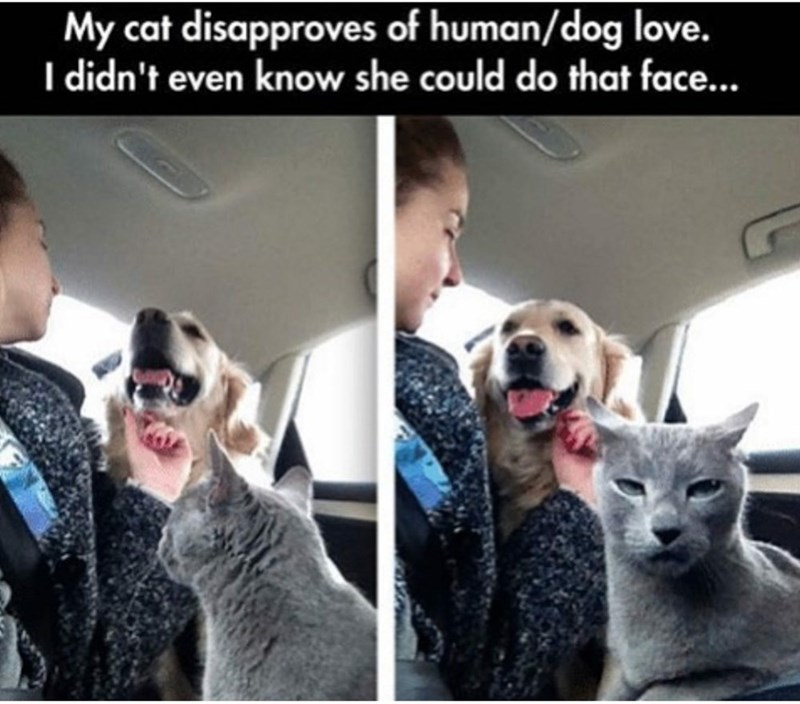20 Dumb Cat Memes That Are So Funny You Can't Resist Laughing 