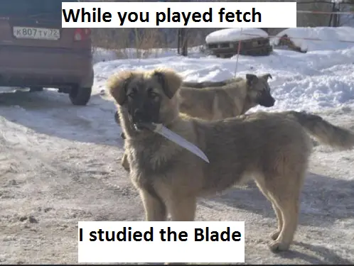 30 Perfect Funny Dog Memes That Will Make Your Day So Much Better 
