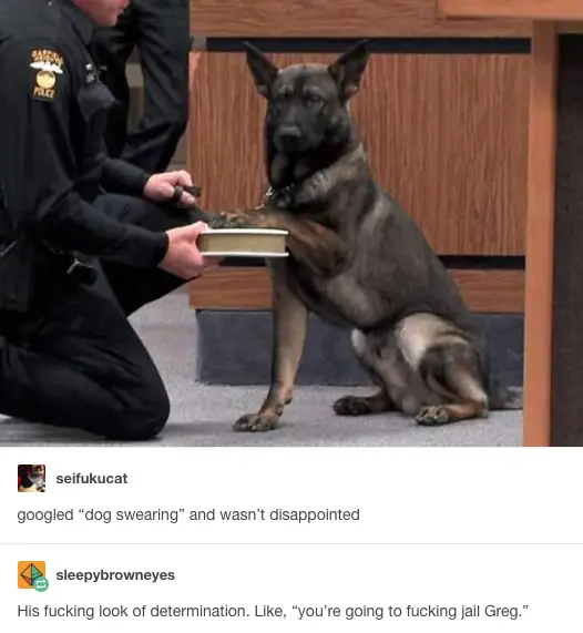 30 Perfect Funny Dog Memes That Will Make Your Day So Much Better 