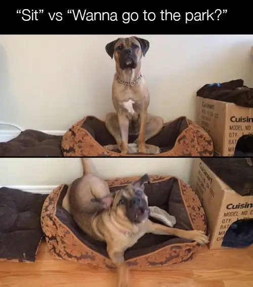30 Perfect Funny Dog Memes That Will Make Your Day So Much Better 