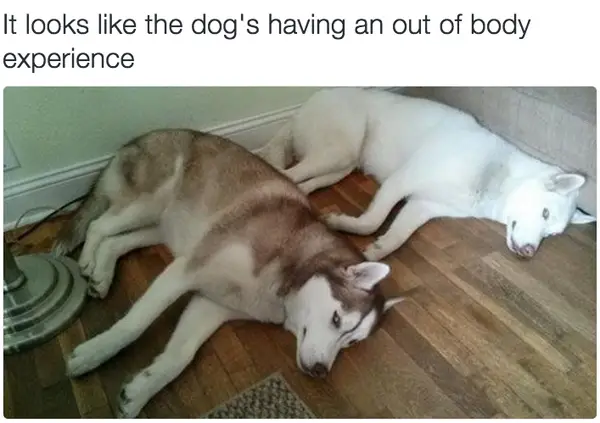30 Perfect Funny Dog Memes That Will Make Your Day So Much Better 