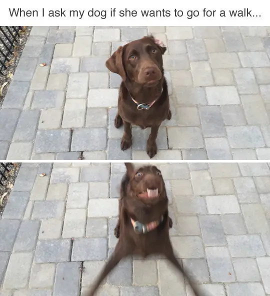 30 Perfect Funny Dog Memes That Will Make Your Day So Much Better 