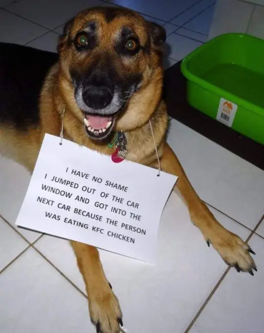 30 Perfect Funny Dog Memes That Will Make Your Day So Much Better 