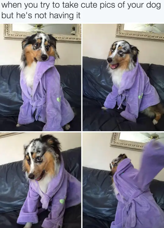 30 Perfect Funny Dog Memes That Will Make Your Day So Much Better 