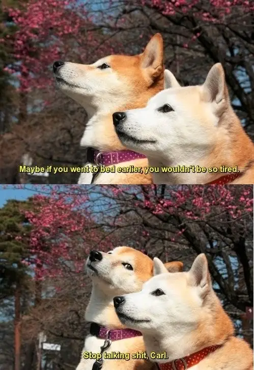 30 Perfect Funny Dog Memes That Will Make Your Day So Much Better 