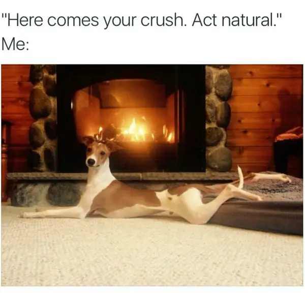 30 Perfect Funny Dog Memes That Will Make Your Day So Much Better 