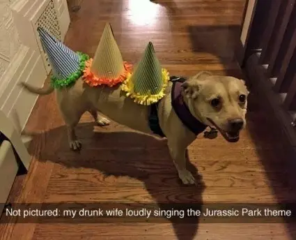 30 Perfect Funny Dog Memes That Will Make Your Day So Much Better 