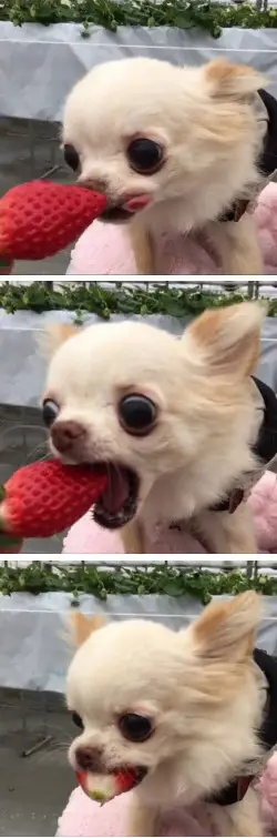 30 Perfect Funny Dog Memes That Will Make Your Day So Much Better 