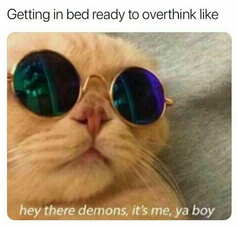 20 Dumb Cat Memes That Are So Funny You Can't Resist Laughing 