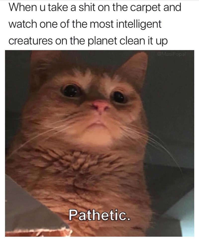 20 Dumb Cat Memes That Are So Funny You Can't Resist Laughing 