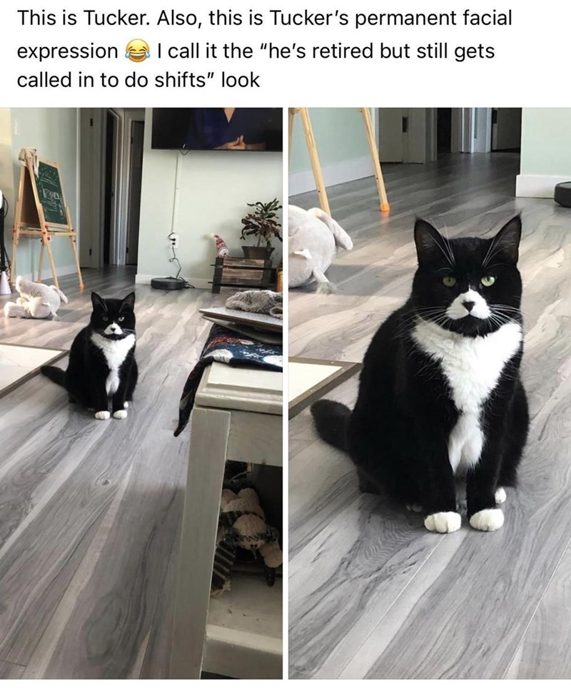 20 Dumb Cat Memes That Are So Funny You Can't Resist Laughing 