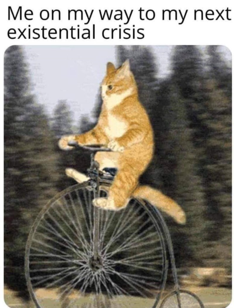 20 Dumb Cat Memes That Are So Funny You Can't Resist Laughing 