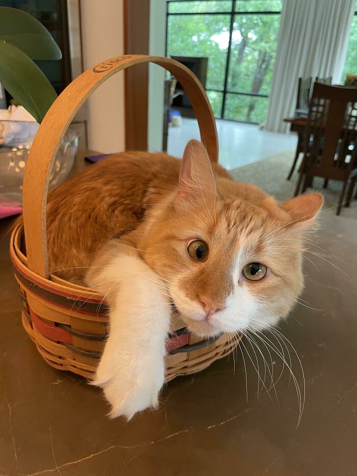 30 Wonderful And Wholesome Cat Pics 