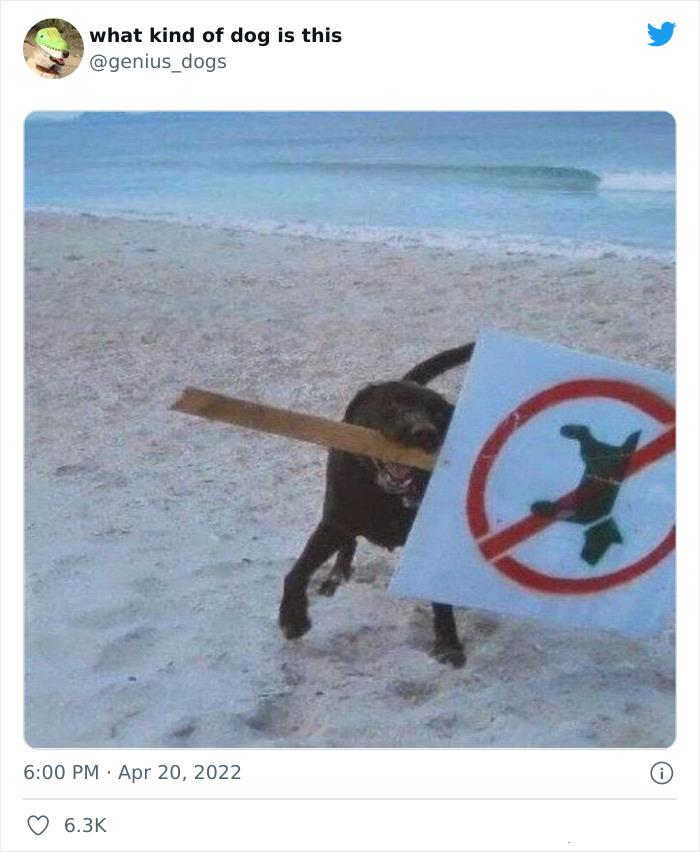 35 Pics Of Goofy Dogs That You Just Have To See