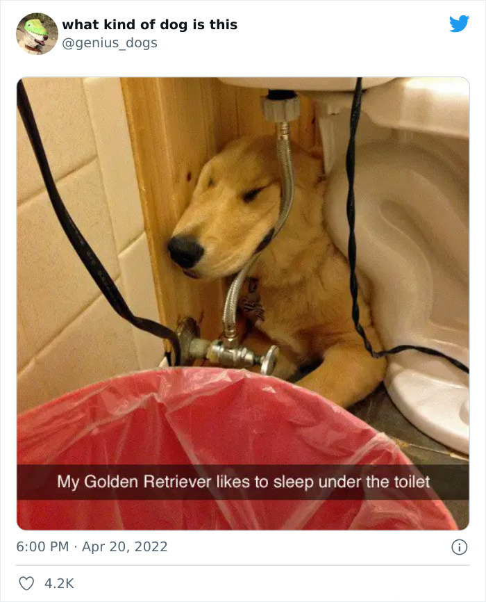 35 Pics Of Goofy Dogs That You Just Have To See