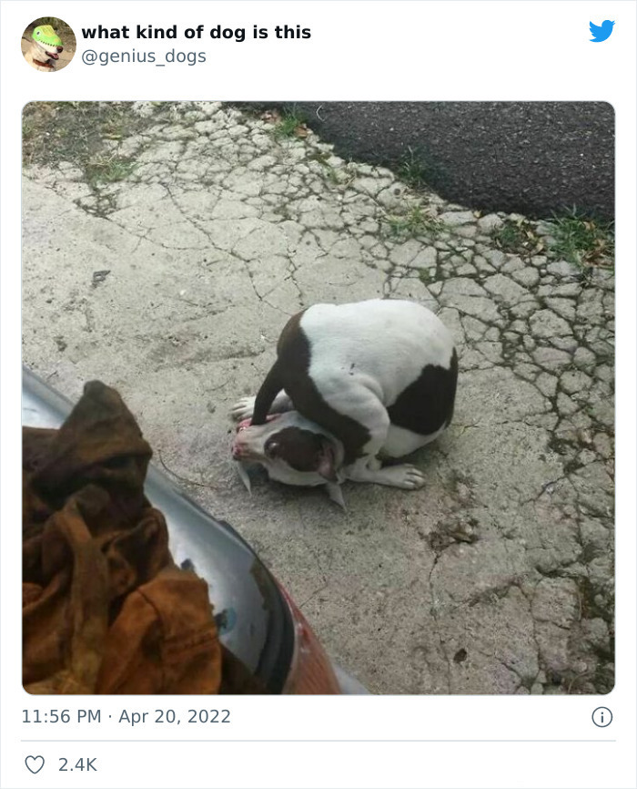 35 Pics Of Goofy Dogs That You Just Have To See