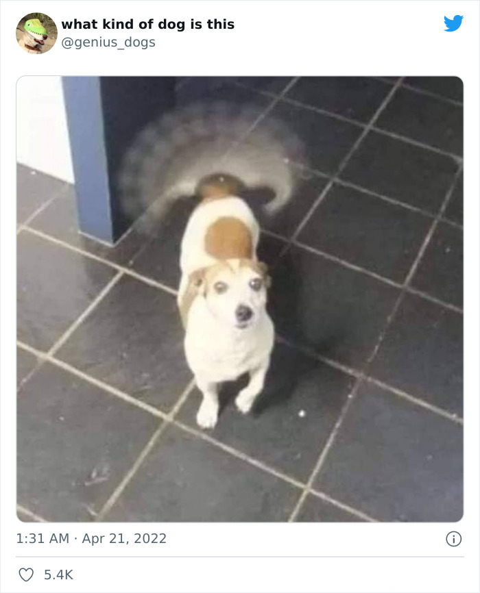 35 Pics Of Goofy Dogs That You Just Have To See