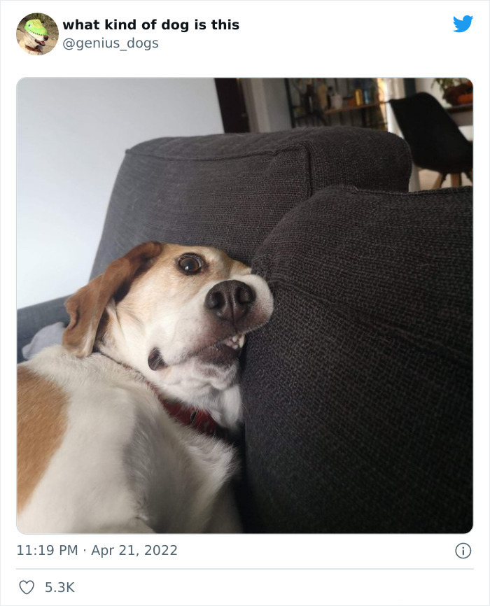 35 Pics Of Goofy Dogs That You Just Have To See