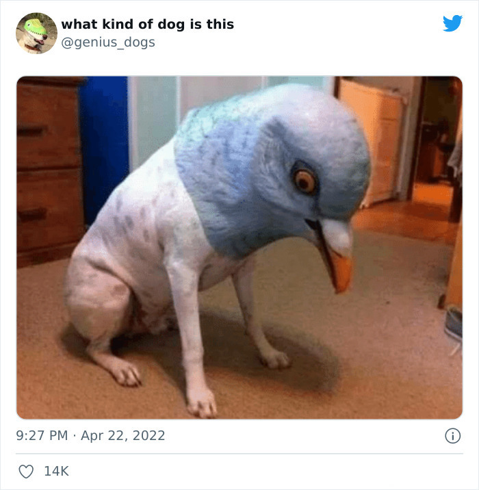 35 Pics Of Goofy Dogs That You Just Have To See