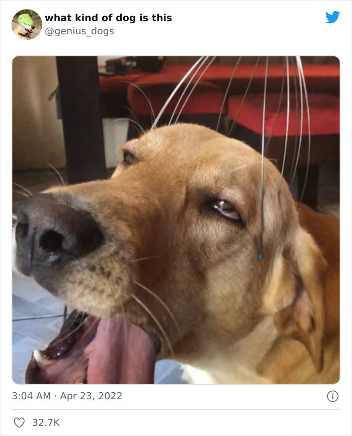 35 Pics Of Goofy Dogs That You Just Have To See
