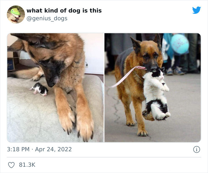 35 Pics Of Goofy Dogs That You Just Have To See