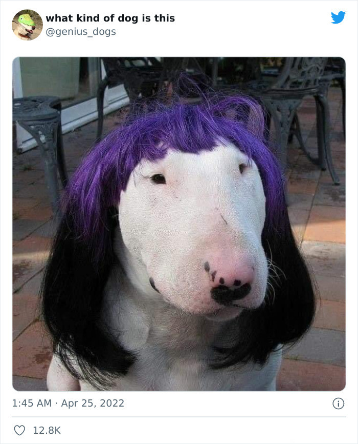 35 Pics Of Goofy Dogs That You Just Have To See