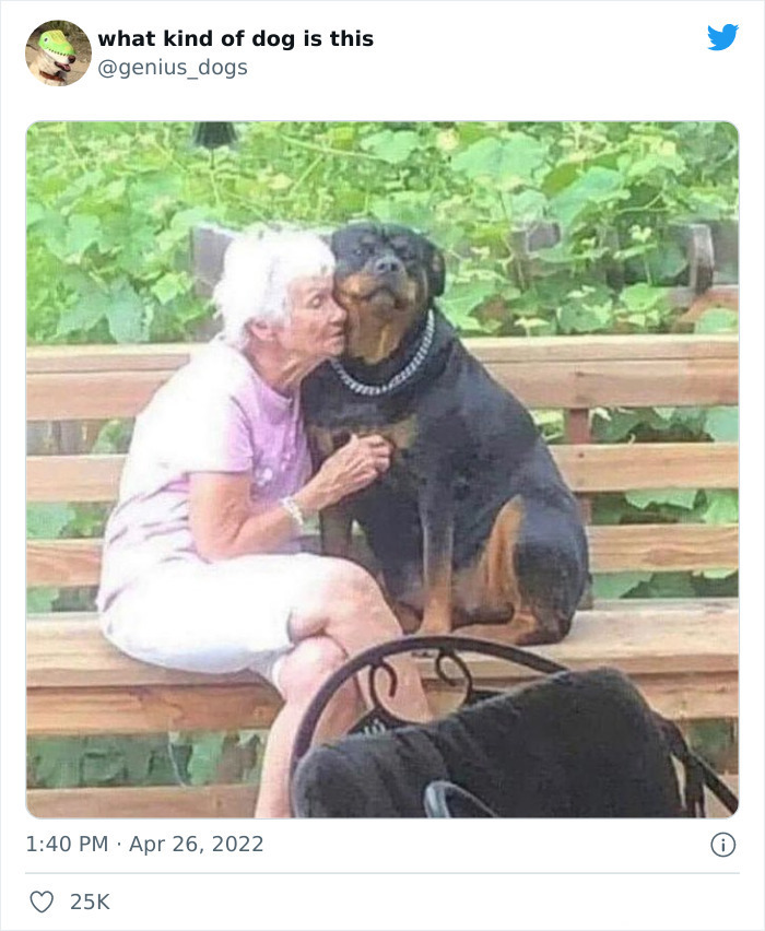 35 Pics Of Goofy Dogs That You Just Have To See