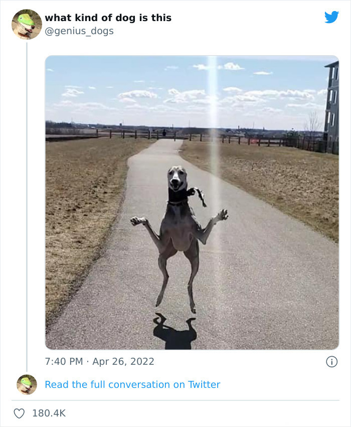 35 Pics Of Goofy Dogs That You Just Have To See