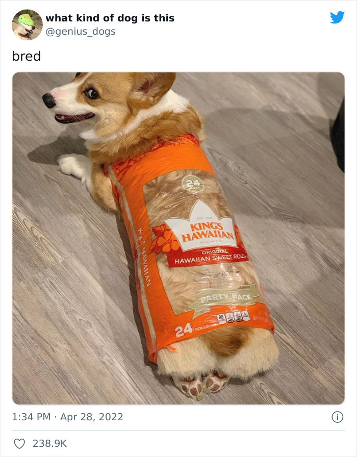 35 Pics Of Goofy Dogs That You Just Have To See
