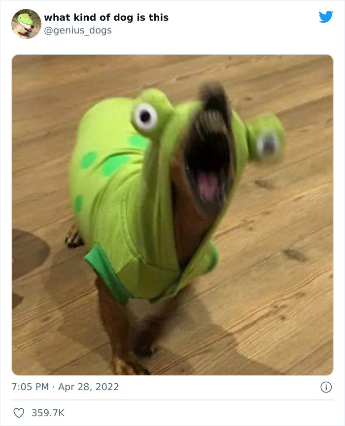 35 Pics Of Goofy Dogs That You Just Have To See