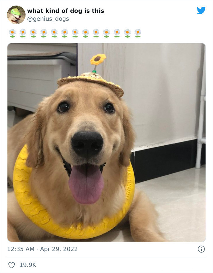 35 Pics Of Goofy Dogs That You Just Have To See