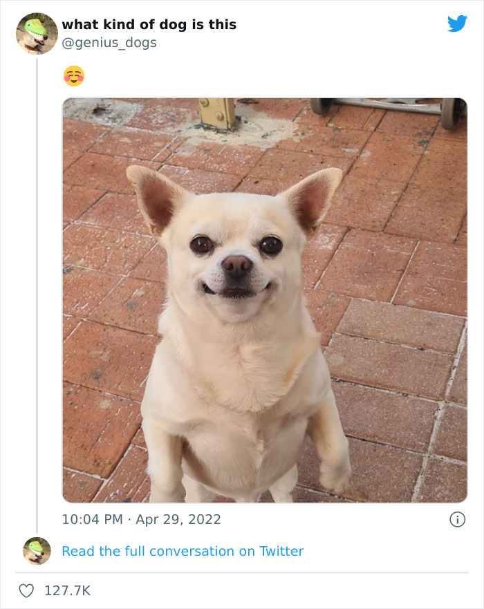 35 Pics Of Goofy Dogs That You Just Have To See