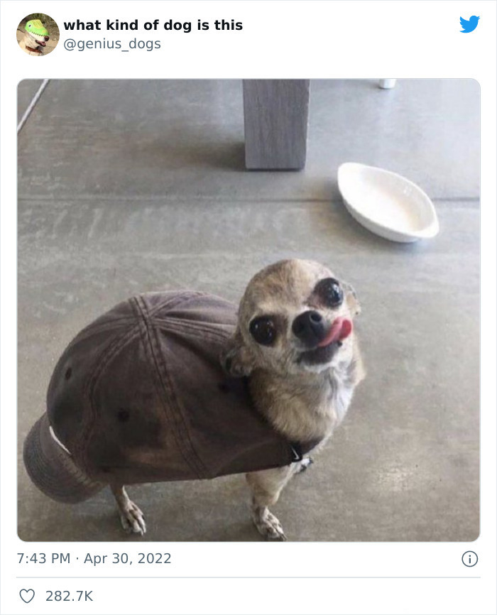 35 Pics Of Goofy Dogs That You Just Have To See