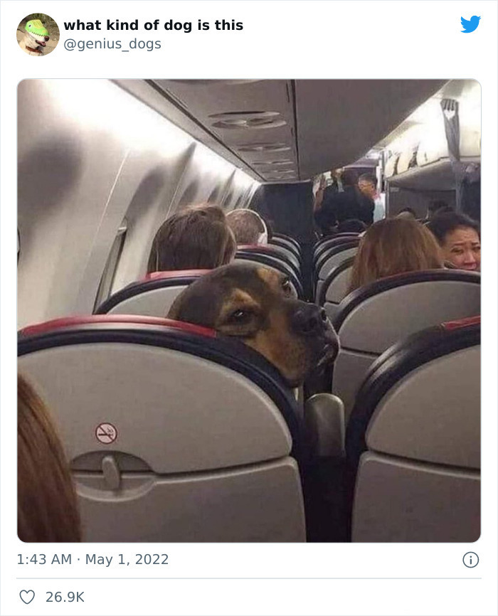35 Pics Of Goofy Dogs That You Just Have To See