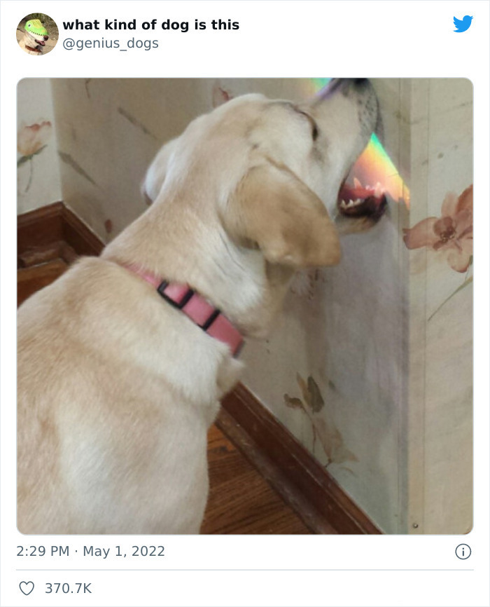 35 Pics Of Goofy Dogs That You Just Have To See