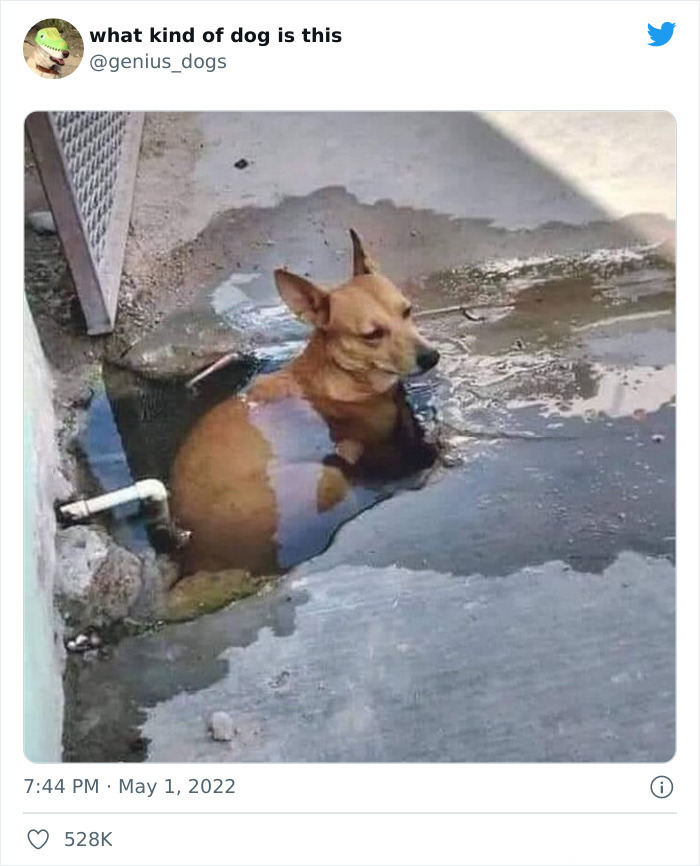 35 Pics Of Goofy Dogs That You Just Have To See