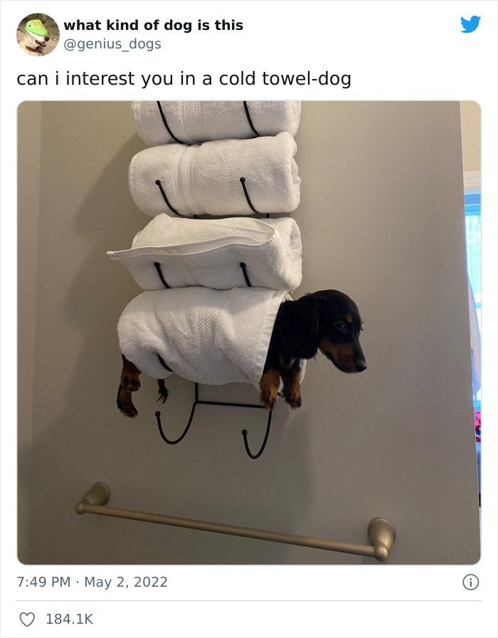 35 Pics Of Goofy Dogs That You Just Have To See