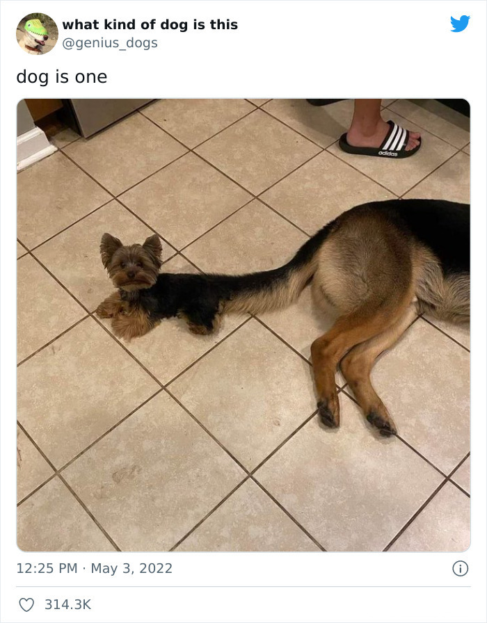 35 Pics Of Goofy Dogs That You Just Have To See