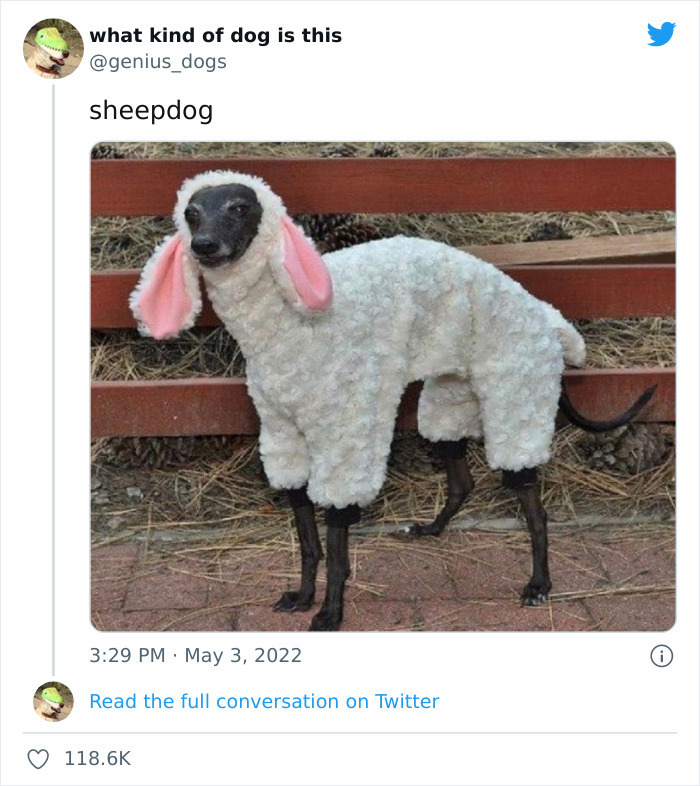 35 Pics Of Goofy Dogs That You Just Have To See