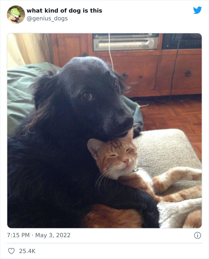 35 Pics Of Goofy Dogs That You Just Have To See