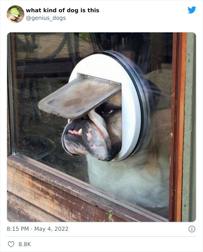 35 Pics Of Goofy Dogs That You Just Have To See