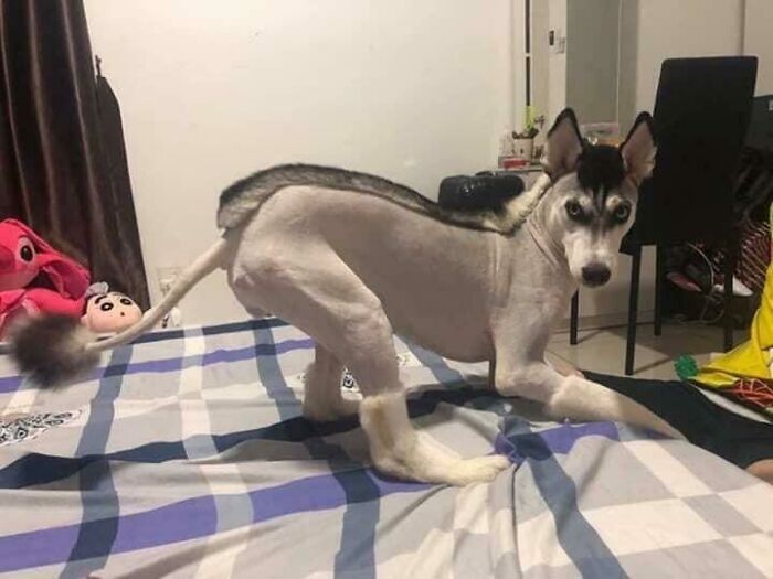 30 Times People Took Their Dogs To The Groomers And What They Got Back Was Hilarious 