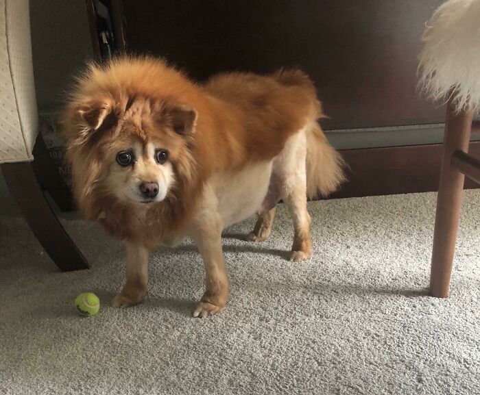  30 Hilarious Transformations That Happened When Dogs Visited the Groomer