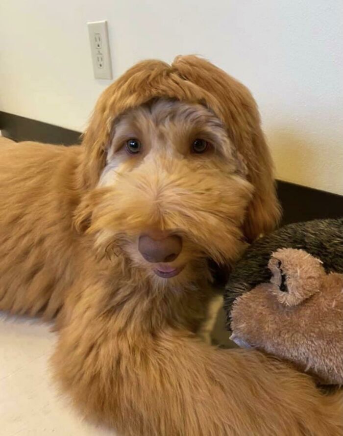 30 Times People Took Their Dogs To The Groomers And What They Got Back Was Hilarious 