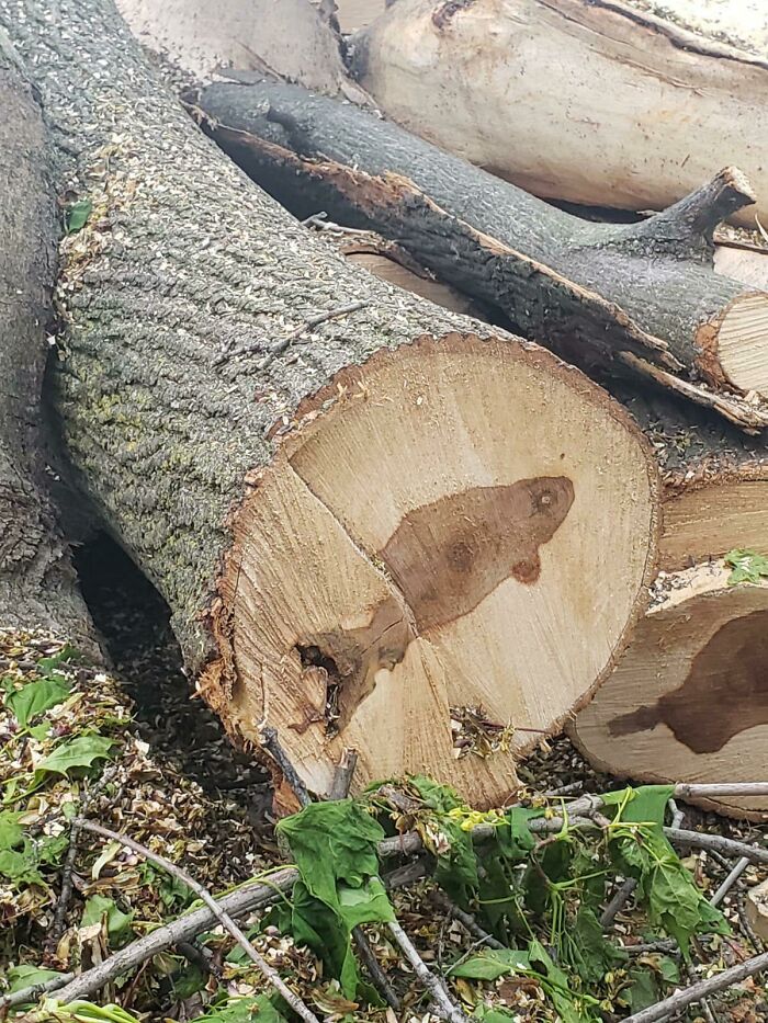 30 Extreme Times People Experienced A Serious Case Of Pareidolia I 